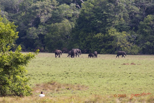 077 LOANGO 2 Tassi le Bungalow Principal Mammifere Proboscidea Elephants Loxodonta africana cyclotis en Troupeau 15E5K3IMG_106413wtmk.jpg